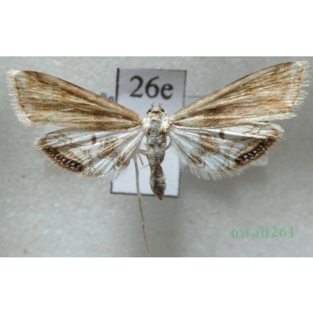 Cataclysta lemnata (Linnaeus, 1758) Czech26e